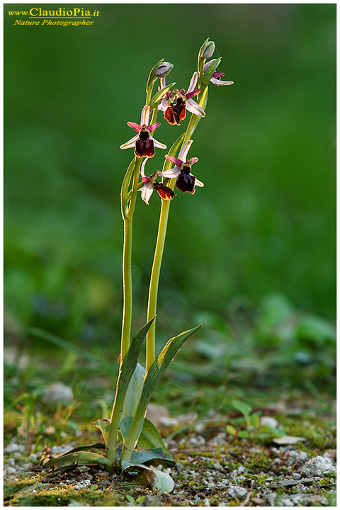 Ophrys exaltata subsp tyrrhena, fiore, ofride, orchidea, fioritura, flower, foto, fotografia